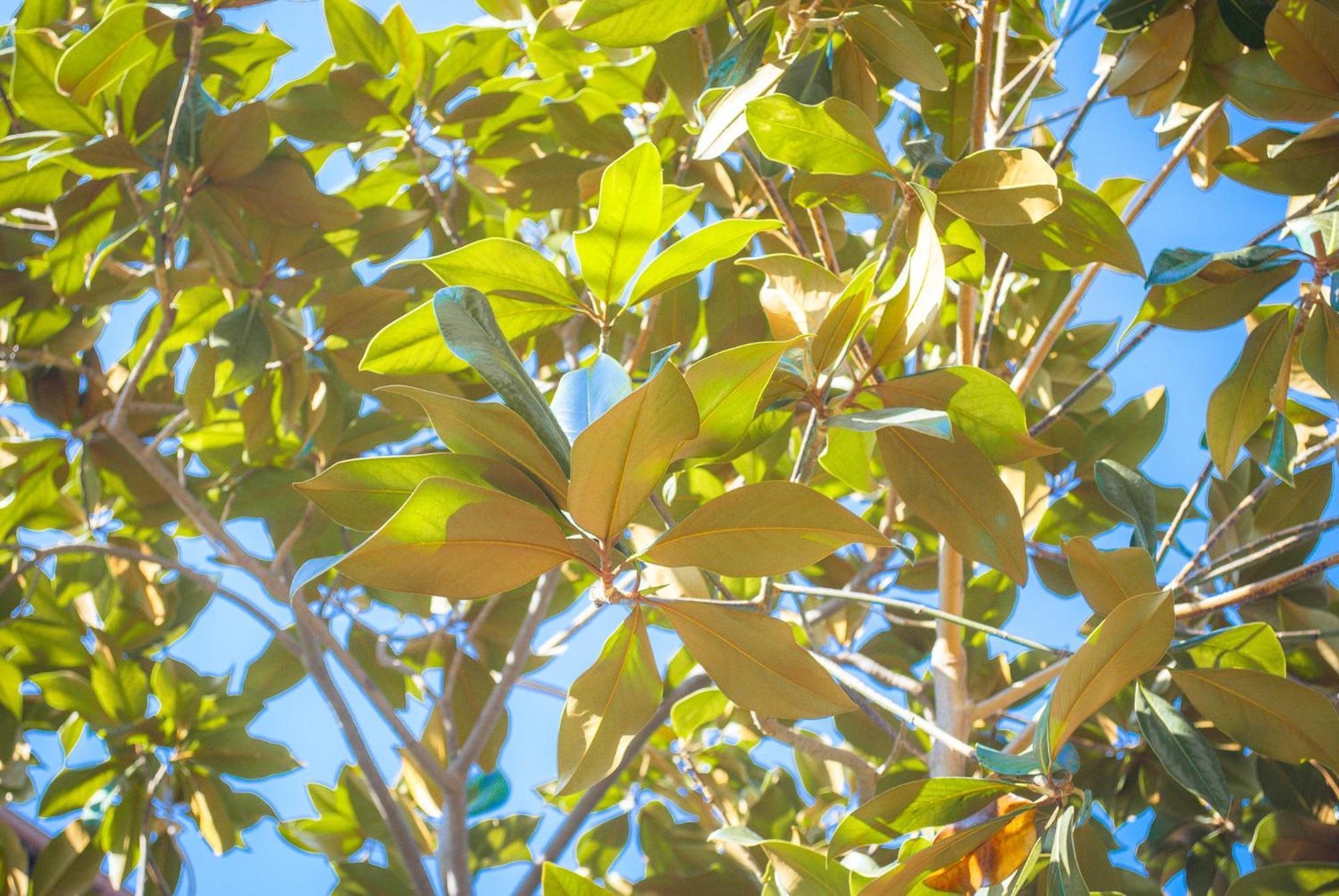 Сasa de vacaciones Magnolia Con Giardino